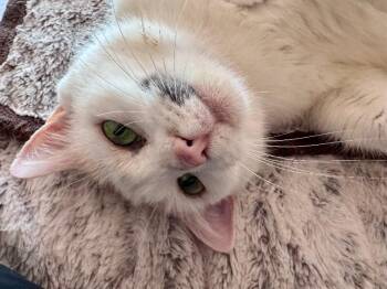 Octavia -  Domestic Short Hair Cat for Adoption in Fort Collins, Colorado - Octavia | PetCurious