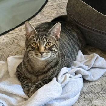 Rescue Domestic Short Hair Cats for Adoption in Weehawken Township, New Jersey - Orion | PetCurious