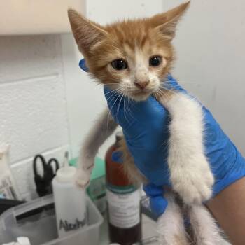 Solange -  Domestic Short Hair Cat for Adoption in Edinburg, Texas - Solange | PetCurious