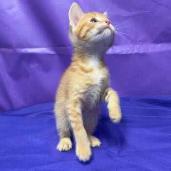 Quince -  Domestic Short Hair Cat for Adoption in North Myrtle Beach, South Carolina - Quince | PetCurious
