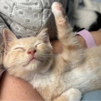 Butternut -  Domestic Short Hair Cat for Adoption in Peachtree City, Georgia - Butternut | PetCurious