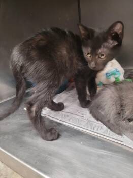 Domestic Short Hair Cats Available for Adoption in Angola, Indiana - Ramsey | PetCurious