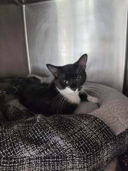 Catwoman -  Domestic Short Hair Cat for Adoption in Cleveland, Tennessee - Catwoman | PetCurious