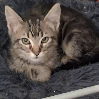 Abbie -  Domestic Short Hair Cat for Adoption in Hemet, California - Abbie | PetCurious
