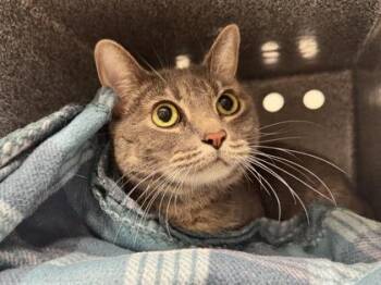Roan -  Domestic Short Hair Cat for Adoption in Daytona Beach, Florida - Roan | PetCurious