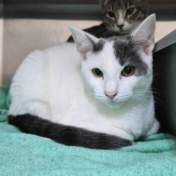 Bloodsport 29904 -  Domestic Short Hair Cat for Adoption in Middleburg, Florida - Bloodsport 29904 | PetCurious