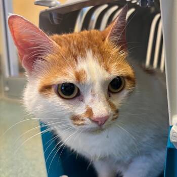 Bianca -  Domestic Short Hair Cat for Adoption - Bianca | PetCurious