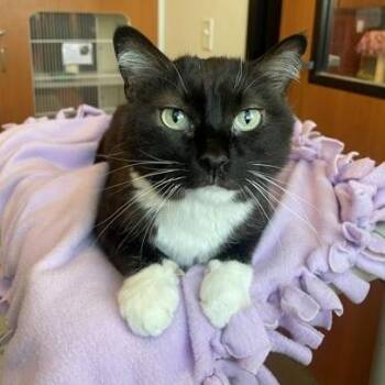 Domestic Short Hair Cats Available for Adoption in Rochester, Minnesota - Arya | PetCurious