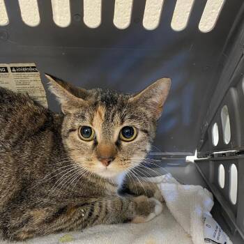 Domestic Short Hair Cats Available for Adoption in Memphis, Tennessee - Florence | PetCurious