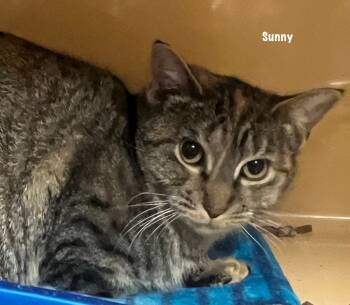 Rescue Domestic Short Hair Cats for Adoption in Windsor, Connecticut - Sunny | PetCurious