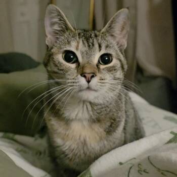 Domestic Short Hair Cats Available for Adoption - Shirkani The Tiger | PetCurious