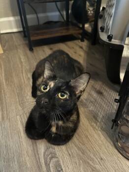 Mama Armadillo -  Domestic Short Hair Cat for Adoption in Bryan, Texas - Mama Armadillo | PetCurious