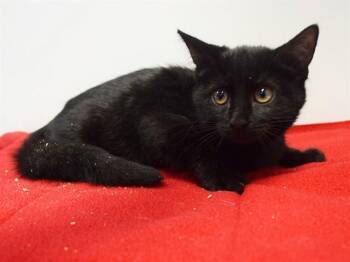 PANDORA -  Domestic Short Hair Cat for Adoption in Sacramento, California - PANDORA | PetCurious