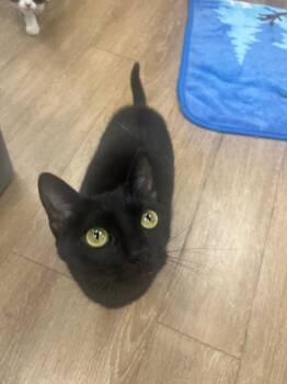 Margarita -  Domestic Short Hair Cat for Adoption in Corpus Christi, Texas - Margarita | PetCurious
