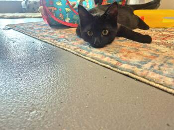 Vader -  Domestic Short Hair Cat for Adoption in New Westminster, British Columbia - Vader | PetCurious