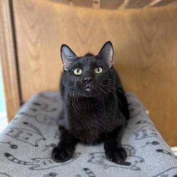 Domestic Short Hair Cats Available for Adoption - Gnocchi | PetCurious