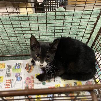 A613452 -  Domestic Short Hair Cat for Adoption in Modesto, California - A613452 | PetCurious