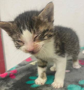 Domestic Short Hair Cats Available for Adoption in Lockhart, Texas - Beta | PetCurious