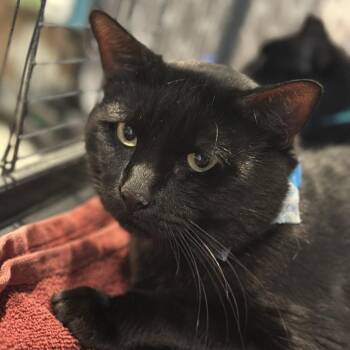 Ren -  Domestic Short Hair Cat for Adoption in Matteson, Illinois - Ren | PetCurious