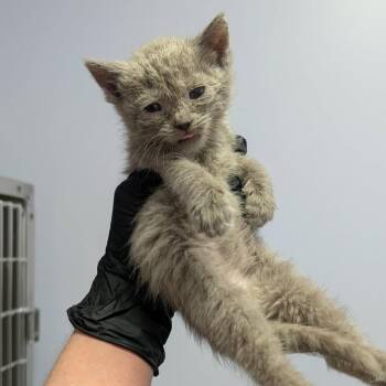 Frank Jr Jr -  Domestic Short Hair Cat for Adoption in Portage, Michigan - Frank Jr Jr | PetCurious