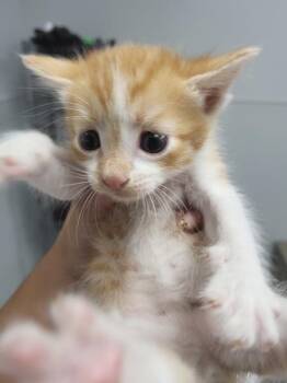 Kc- 10 -  Domestic Short Hair Cat for Adoption in Lawrenceville, Georgia - Kc- 10 | PetCurious