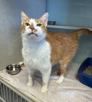 Gerald -  Tabby Cat for Adoption in Albuquerque, New Mexico - Gerald | PetCurious
