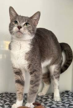 NUAGE -  Domestic Short Hair Cat for Adoption in Delson, Quebec - NUAGE | PetCurious
