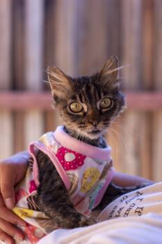 Phoenix -  Domestic Long Hair Cat for Adoption in Elk Grove, California - Phoenix | PetCurious