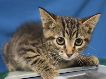 Levi -  Domestic Short Hair Cat for Adoption in Portland, Oregon - Levi | PetCurious