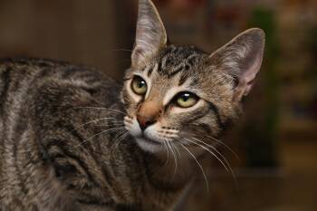 George -  American Shorthair Cat for Adoption in Naples, Florida - George | PetCurious
