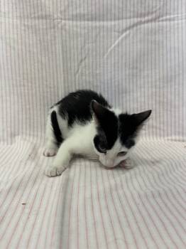 Rescue Domestic Short Hair Cats for Adoption in Newberg, Oregon - Mayfly | PetCurious