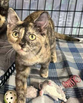 Rescue Domestic Short Hair Cats for Adoption in Dale City, Virginia - Sandy | PetCurious