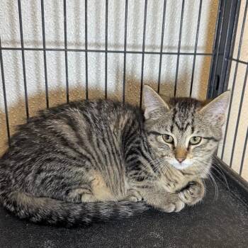 Domestic Short Hair Cats Available for Adoption in Saginaw, Michigan - Shyla | PetCurious