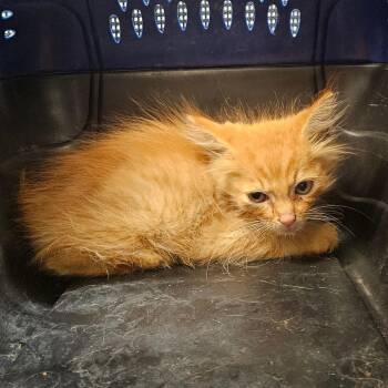 Cheeto Puff -  Domestic Long Hair Cat for Adoption in Lake Jackson, Texas - Cheeto Puff | PetCurious