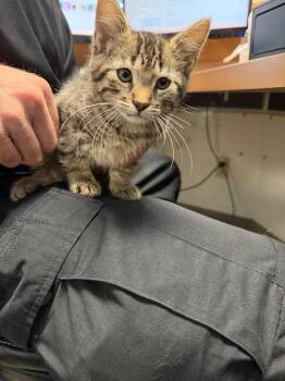 Amber -  Domestic Short Hair Cat for Adoption in Troy, Ohio - Amber | PetCurious
