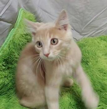 Whizzbee -  Domestic Short Hair Cat for Adoption in Millcreek, Utah - Whizzbee | PetCurious