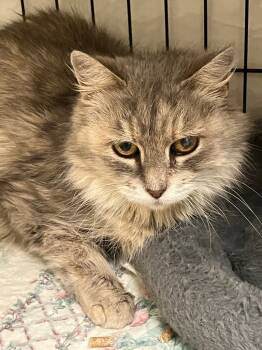 Rescue Domestic Medium Hair Cats for Adoption in Lunenburg, Massachusetts - Lady | PetCurious