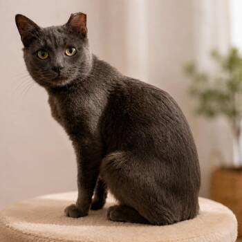Kyle -  Domestic Short Hair Cat for Adoption in New York, New York - Kyle | PetCurious