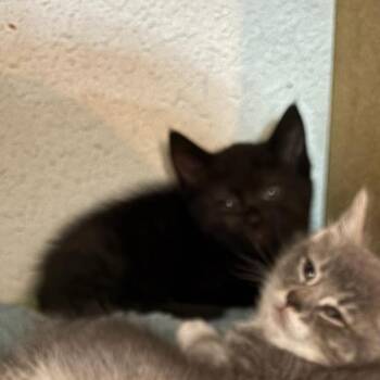 Pepper -  Domestic Short Hair Cat for Adoption in Vallejo, California - Pepper | PetCurious