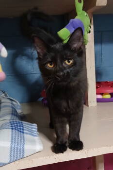 Rescue Domestic Short Hair Cats for Adoption in Bay City, Michigan - Pennzoil | PetCurious