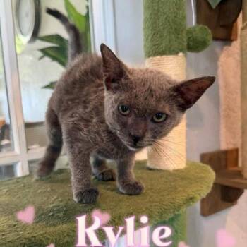 Kylie -  Domestic Short Hair Cat for Adoption in Tampa, Florida - Kylie | PetCurious