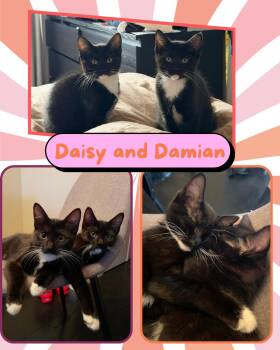 Daisy -  Domestic Short Hair Cat for Adoption in Port Chester, New York - Daisy | PetCurious