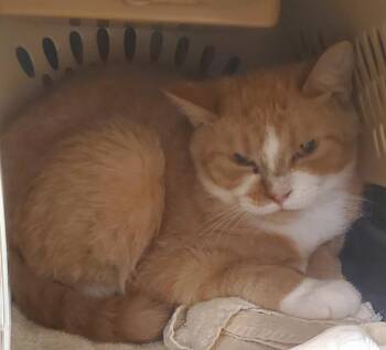 Domestic Short Hair Cats Available for Adoption in Olean, New York - Paprika | PetCurious