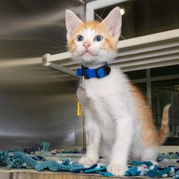 ZEBRA CAKE -  Domestic Short Hair Cat for Adoption in St. Louis, Missouri - ZEBRA CAKE | PetCurious