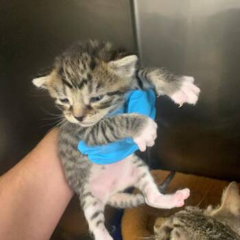 Pepper -  Domestic Short Hair Cat for Adoption in West Palm Beach, Florida - Pepper | PetCurious