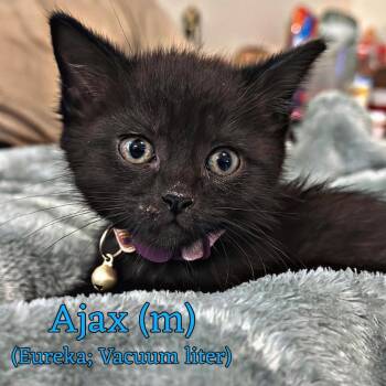 Ajax -  Domestic Short Hair Cat for Adoption in Fremont, Nebraska - Ajax | PetCurious