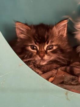 MoonMist -  Domestic Medium Hair Cat for Adoption in Fort Collins, Colorado - MoonMist | PetCurious