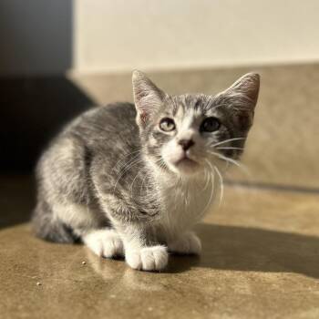 Martin -  Domestic Short Hair Cat for Adoption in Green Bay, Wisconsin - Martin | PetCurious