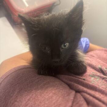 Coconut -  Domestic Medium Hair Cat for Adoption in Tulsa, Oklahoma - Coconut | PetCurious