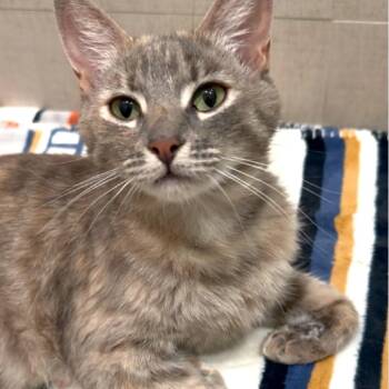 Domestic Short Hair Cats Available for Adoption in Long Beach, California - Juliana | PetCurious